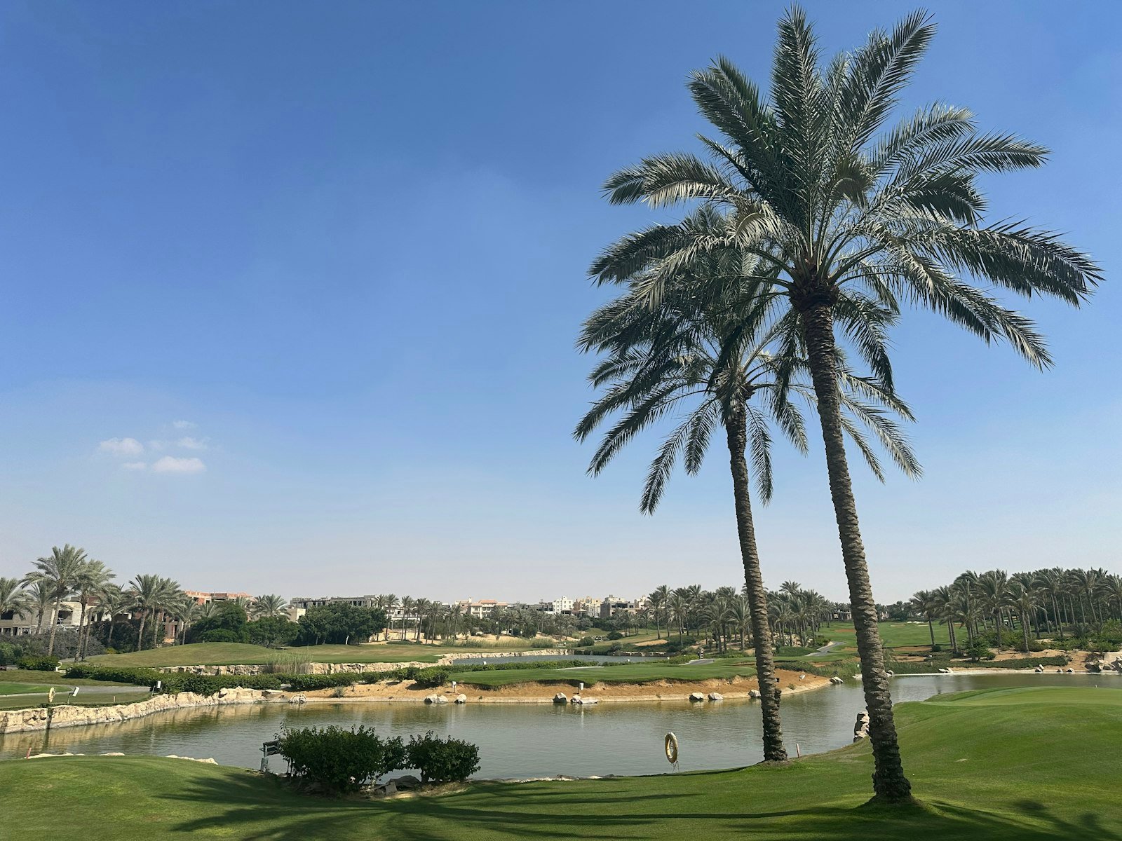 Palm tree beside a golf course fairway